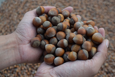 Karadeniz'de fındık ihracatı arttı