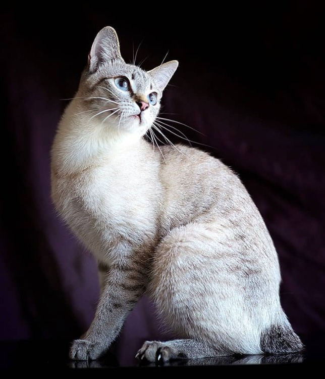 Mekong Bobtail Kedisi