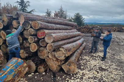 Orman emvallerinin yıl sonu sayımları yapıldı