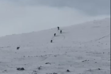 Ardahan'da karla kaplı arazide kurt sürüsü görüntülendi