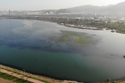 İzmir İnciraltı sahilini deniz marulları istila etti