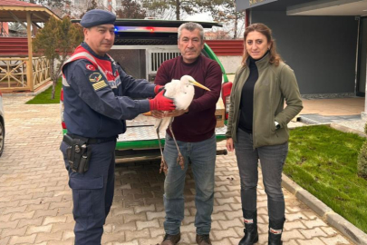 Jandarmanın yaralı halde buldu! Büyük ak balıkçıl tedavi altında