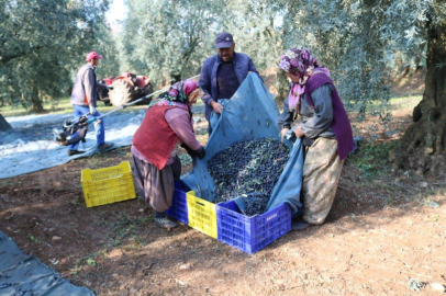 Bursa zeytini ihracatta sınırları aşıyor