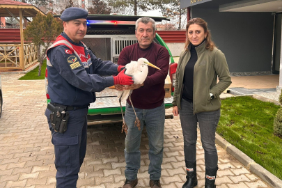 Jandarmanın yaralı bulduğu büyük ak balıkçıl tedavi altında