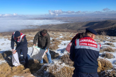 Jandarma, sokak ve yaban hayvanları için dağ ile yollara yem bırakıyor