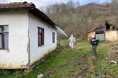 Kahverengi kokarca ile mücadeleye tam gaz devam