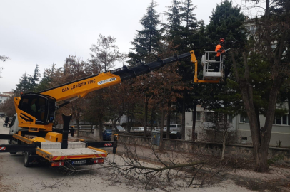 Odunpazarı’nda ağaç bakımları devam ediyor