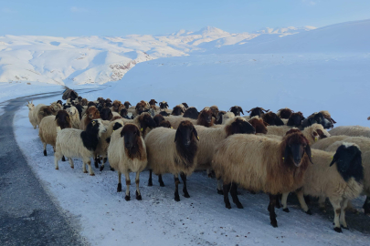 Besicilerin kış mesaisi sürüyor