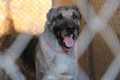 İklim değişikliği kangal köpeklerini de etkiledi