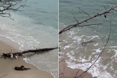 Sinop'ta nesli tükenmekte olan su samuru görüldü