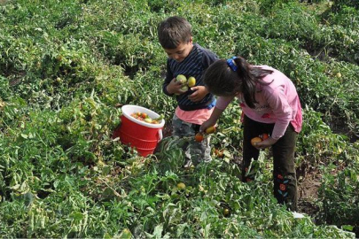 Aksu’da topraklar verimli okuma oranı düşük!