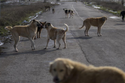 Bursa'da hayvan katliamı: 6 köpek ve 1 kedi ölü bulundu