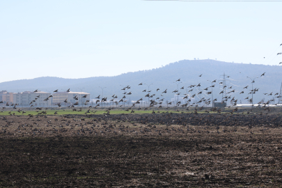 Kahramanmaraş'ta güvercinlerden sürü uçuşu