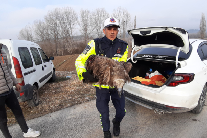 Yaralı akbabanın yardımına jandarma yetişti