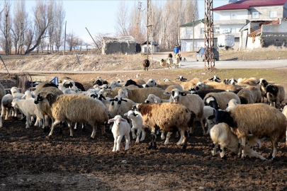 Muş'ta hayvan varlığının artması bekleniyor