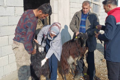 Şırnak’ta hayvan sağlığına yönelik kapsamlı çalışma yapıldı