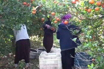 Tarım sektörü temsilcileri ve elciler arasında 'Suriyeli işçi' polemiği