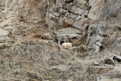 İtfaiye ekipleri kayalıklarda mahsur kalan köpek için seferber oldu