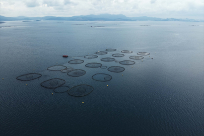 Muğla'dan 625 milyonu aşkın su ürünleri ihracatı