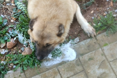 Manisa'da köpekleri zehirlediler