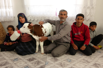 Adıyaman’da erken doğan buzağıya çocukları gibi bakıyorlar