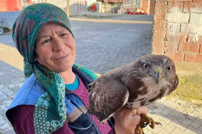 Kastamonu’da yaralı şahine köylüler sahip çıktı