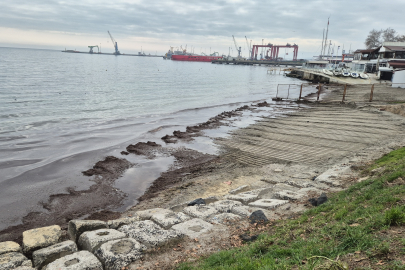 Marmara Denizi kıyılarında kızıl yosunlar birikti