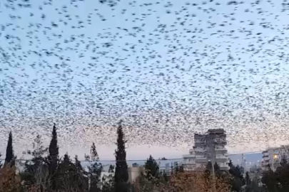 Sığırcık kuşlarından görsel şölen