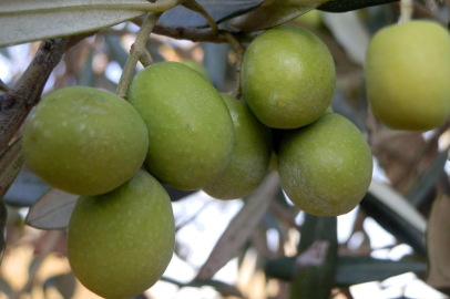 Mersin’de 150 bin ton zeytin rekoltesi elde edildi