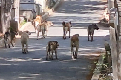 Isparta'da başıboş köpek saldırısı!